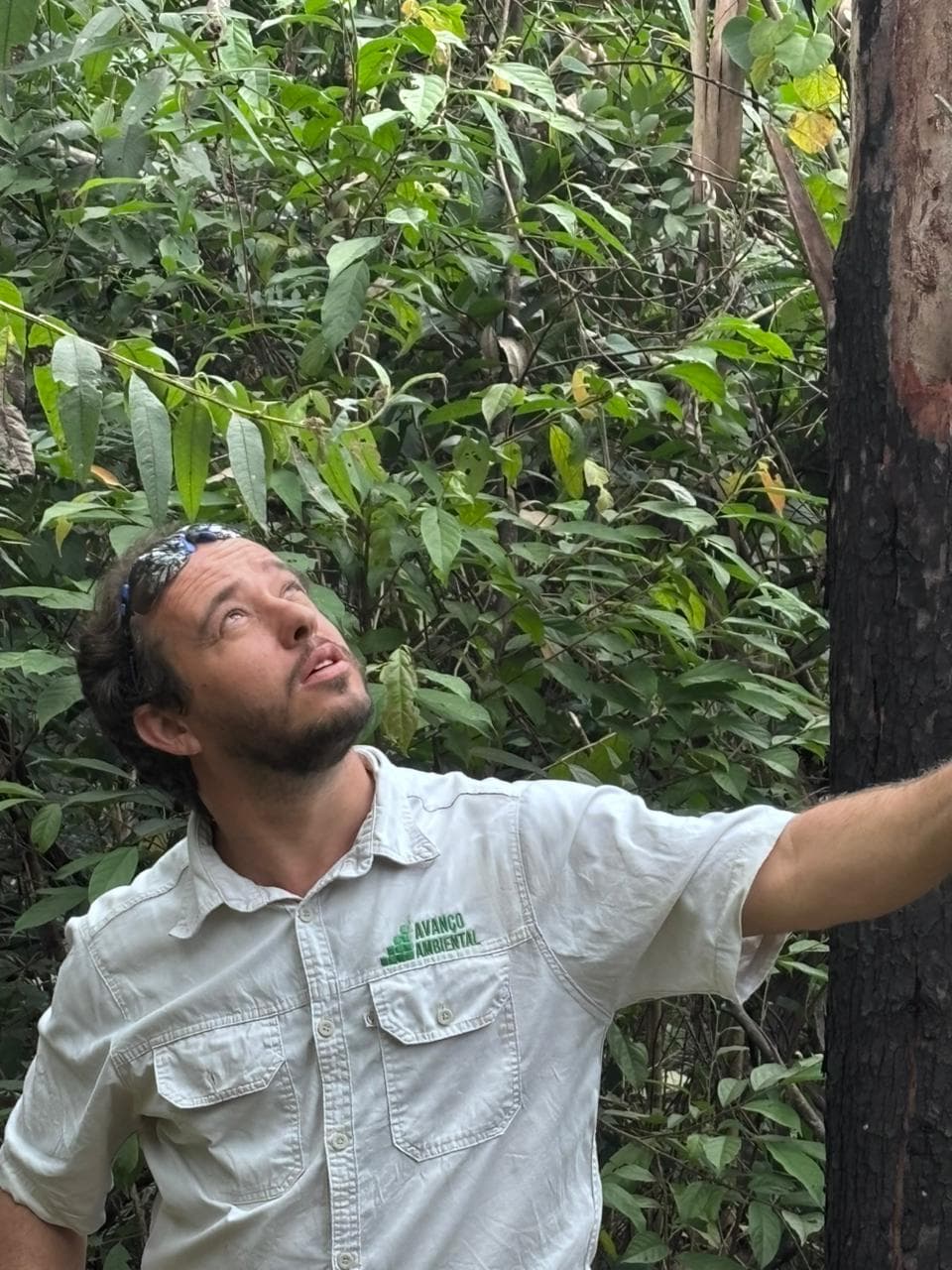 Mudas nativas cultivadas para projetos de recuperação ambiental